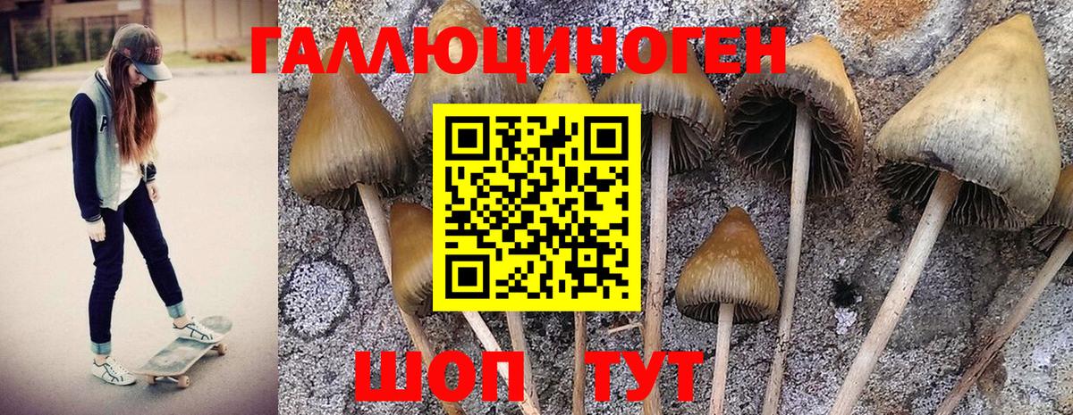 Галлюциногенные грибы Psilocybine cubensis Кизляр